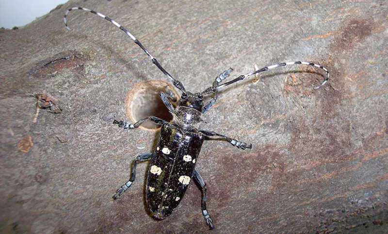 Time to check trees for invasive beetle